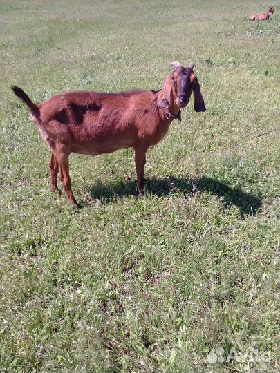 Нубийские дойные козы и козлики