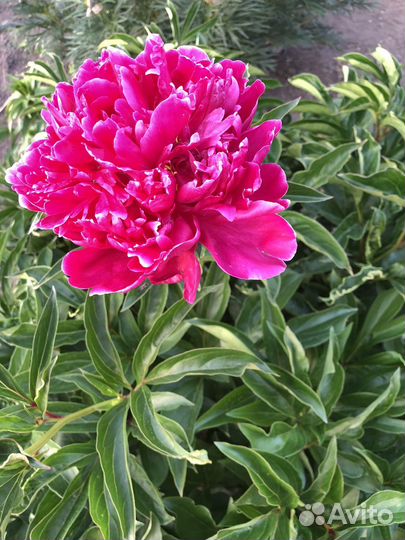 Пионы саженцы корни