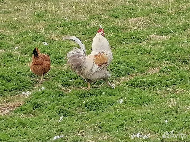 Мускусные утки