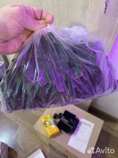 Аэрофильтр и ольховые шишки