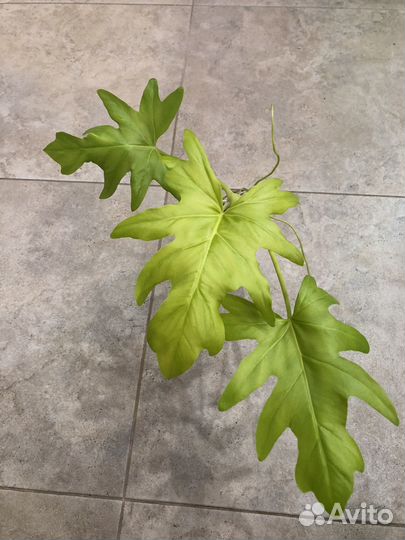 Филодендрон Варшевича flavum