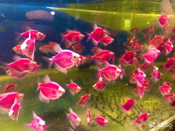 Аквариумные рыбки