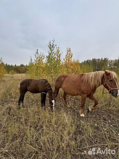 Продам лошадь