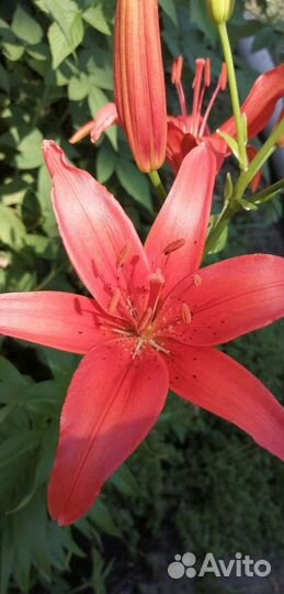 Лилия красная высокая