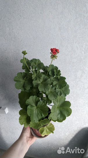 Пеларгония герань
