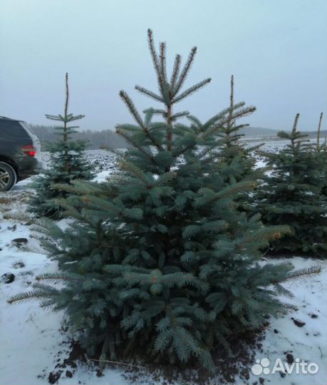 Ель Сизая оптом