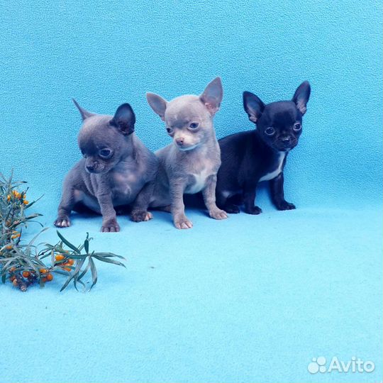 Щенки чихуа.Питомник