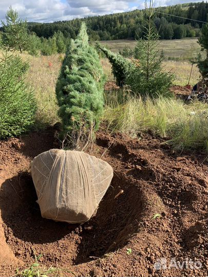 Ель сосна береза липа клен саженцы крупномер зкс