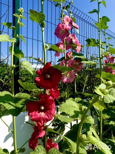 Мальва многолетняя и другие многолетники