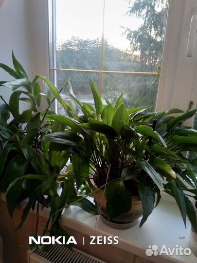 Комнатные цветы