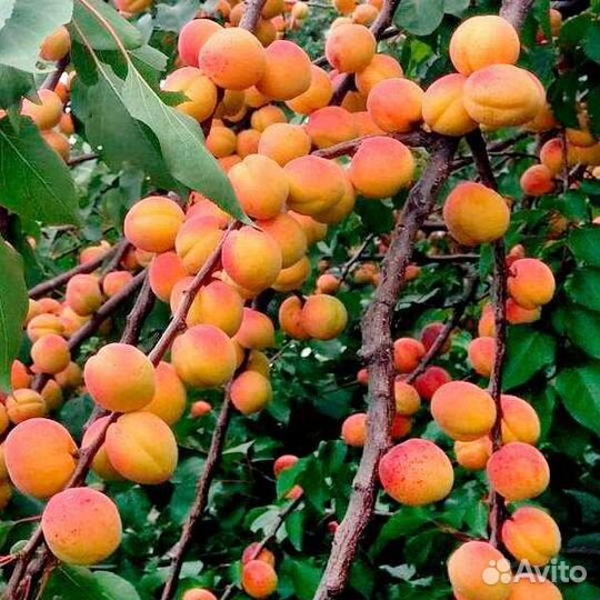 Абрикос зимостойкий