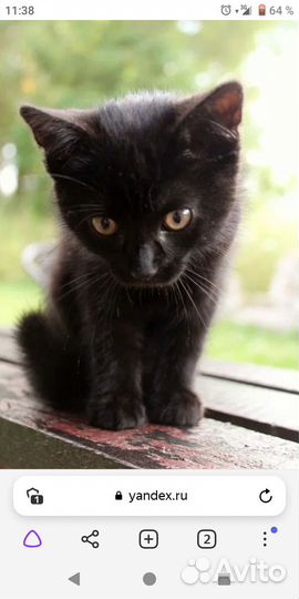 Котятя