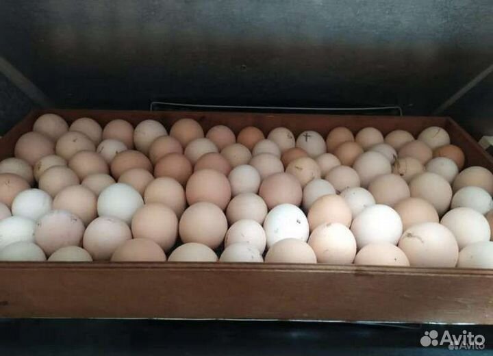Яйца инкубационные