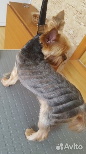 Стрижка собак, груминг. Тримминг