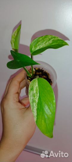 Ароидные 3. Отредактировано 16.06