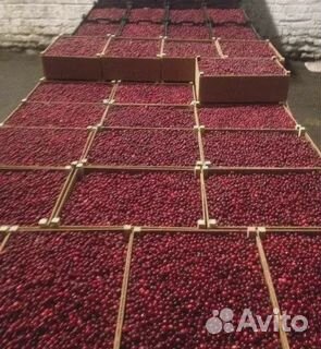 Клюква Карелия