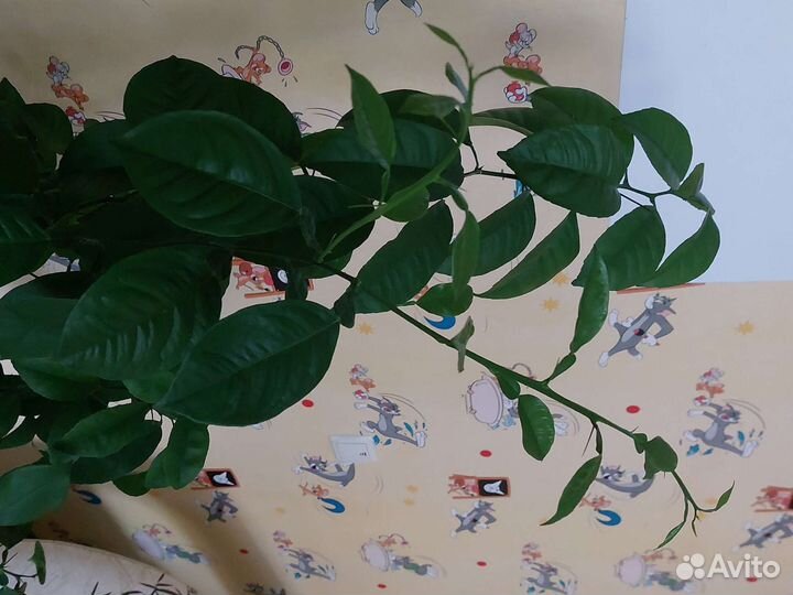 Лимонное дерево (высота 115 см)