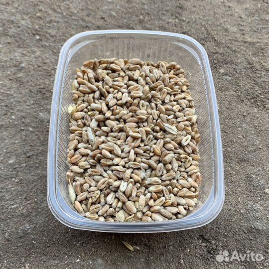 Фуражное зерно, корма