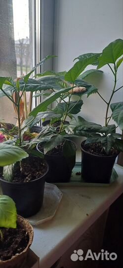 Гибискус китайская роза