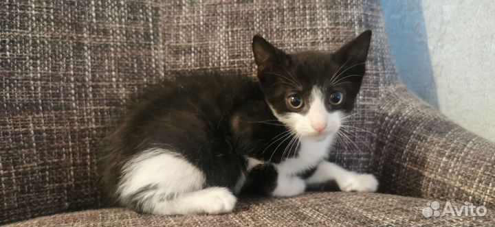 Котенок в добрые руки