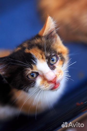 Котенок