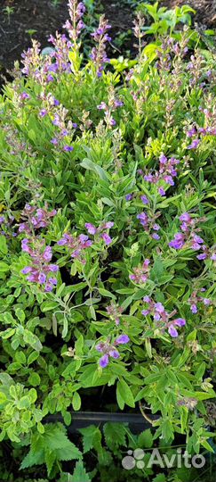Лаванда саженцы