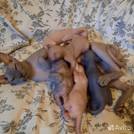 Канадский сфинкс котенок