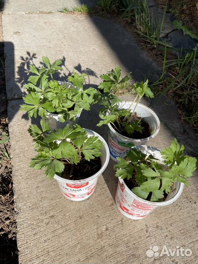 Лабазник кровохлебка роджерсия многолетники