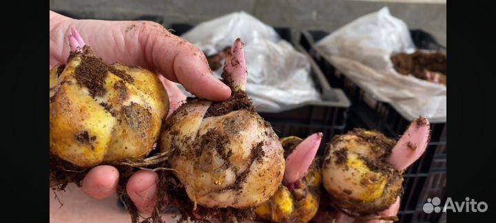 Лилия луковицы