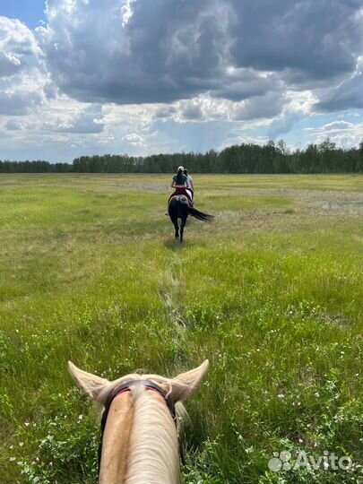 Конные прогулки Омск