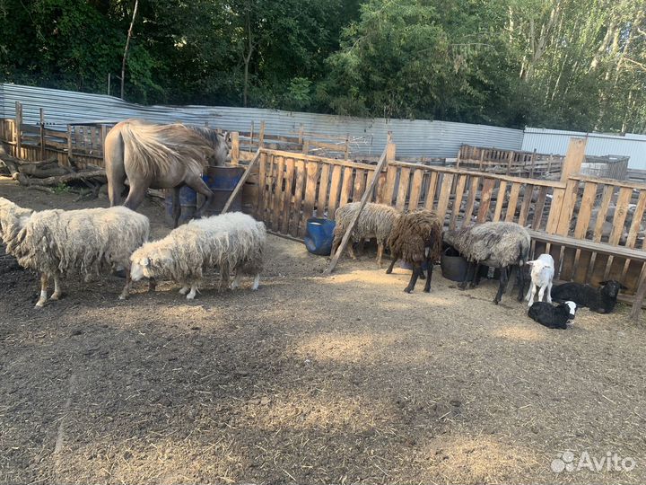 Продаю свиней