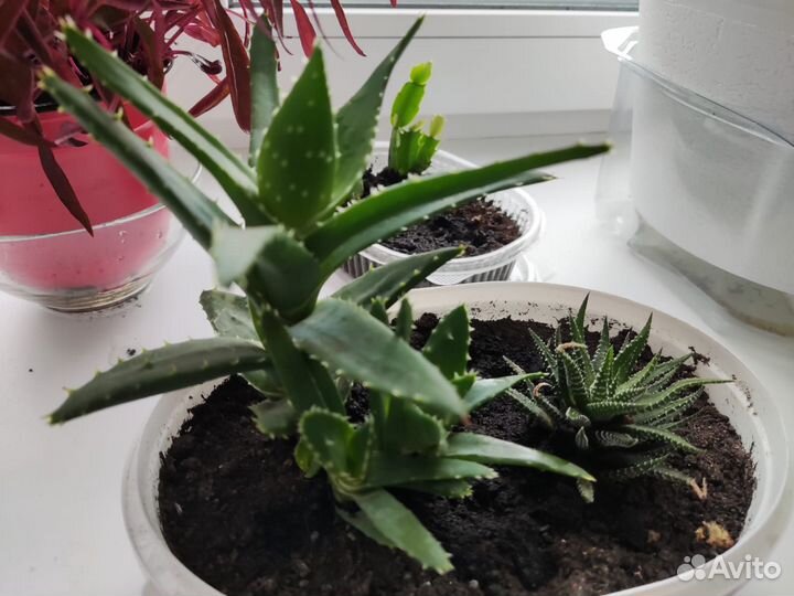 Продам цветы комнатные