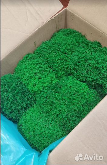 Стабилизированный мох производство опт розница