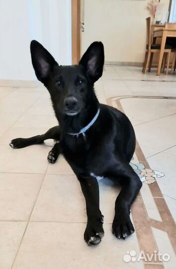 Собака в добрые руки