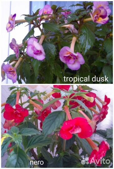 Фикус, кроссандра, олеандры, жасмин, хойя