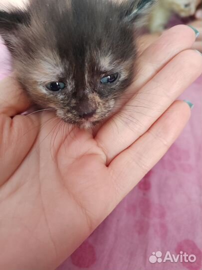 Отдам бесплатно кошку