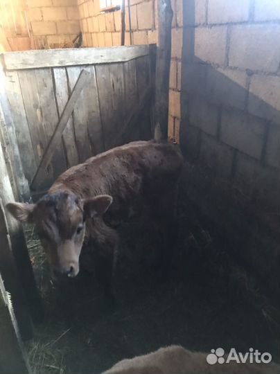 Телята бычки