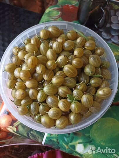 Продам крыжовник