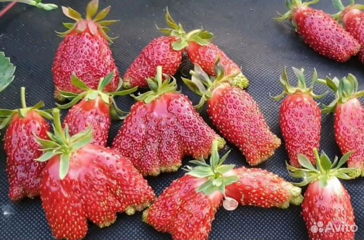 Саженцы клубники Купчиха