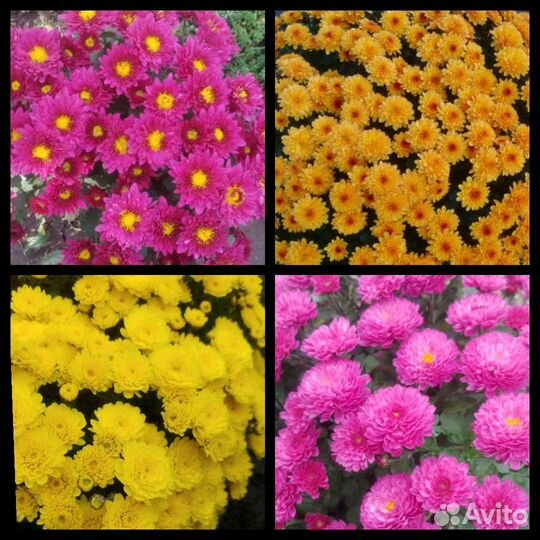 Рассада хризантемы шаровидной