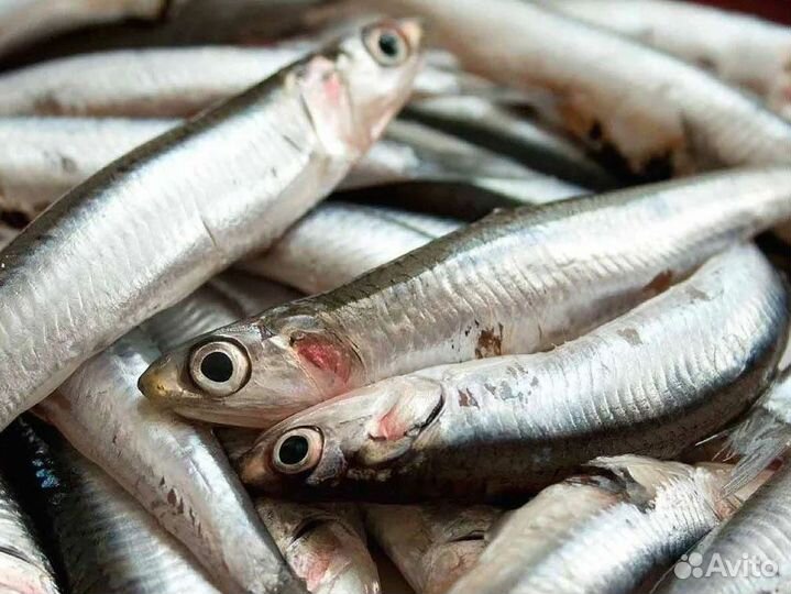 Готовый бизнес – магазин морепродуктов