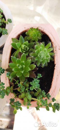 Молодило каменная роза