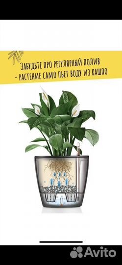 Горшок Лечузза