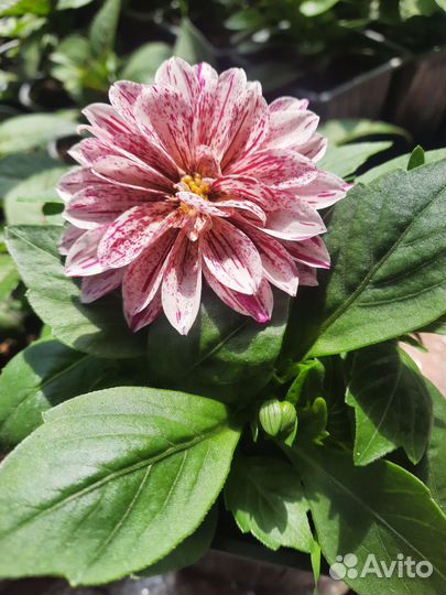 Петуния ампельная вегетативная