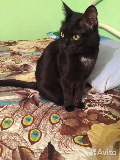 Котик черный