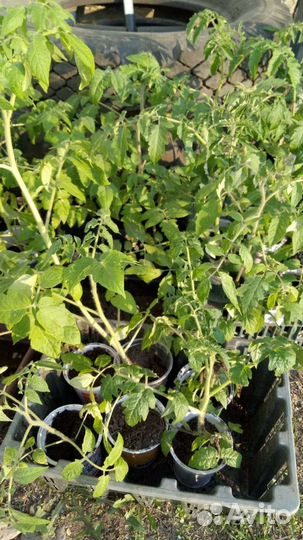 Рассада помидор