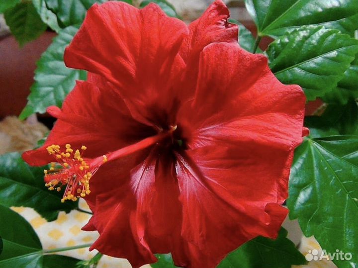 Хлорофитум, Роза Китайская