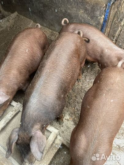 Свинки Дюрок