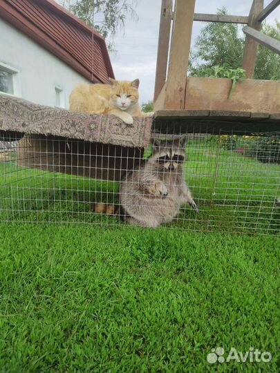 Фото с Енотом