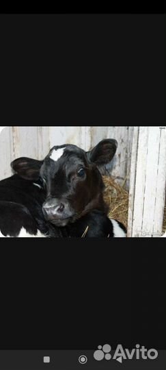 Теленок бычек